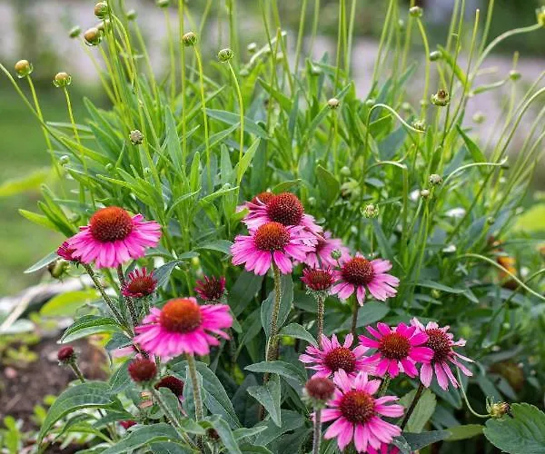 Vila Le Rime Di Campagna Arezzo